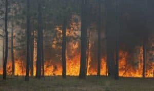 Black Forest Fire